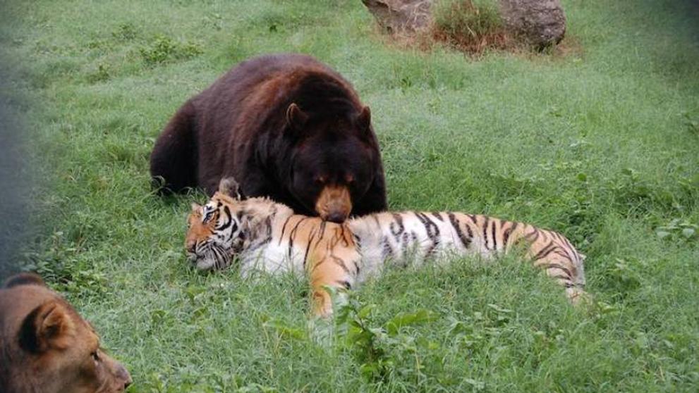 Trio BLT: medvěd Baloo, lvice Lea a tygr Shere Khan - 4