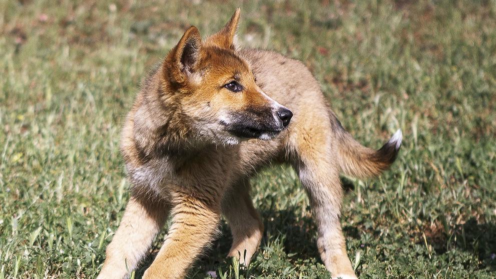 Dingo Wandi