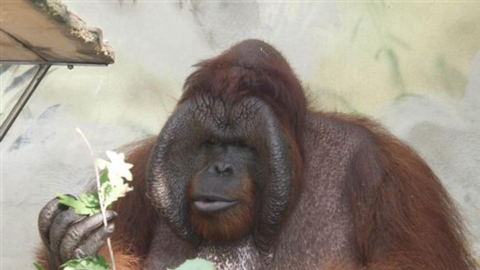 Orangutan Ňuňák