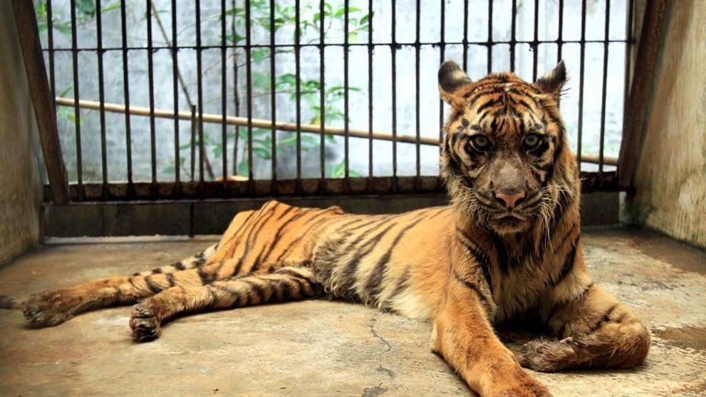 Nejhorší zoo na světě v indonéské Surabaye - 8