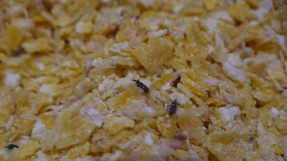 Potraviny na pranýři: Kaufland Liberec: Kukuřičné vločky