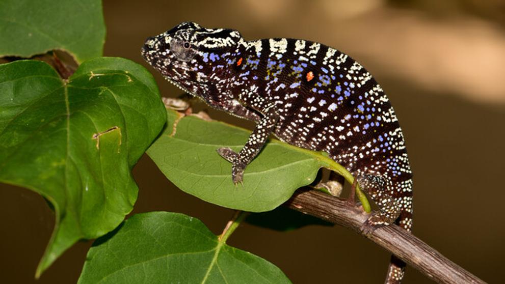 Voeltzkow's Chameleon - 1