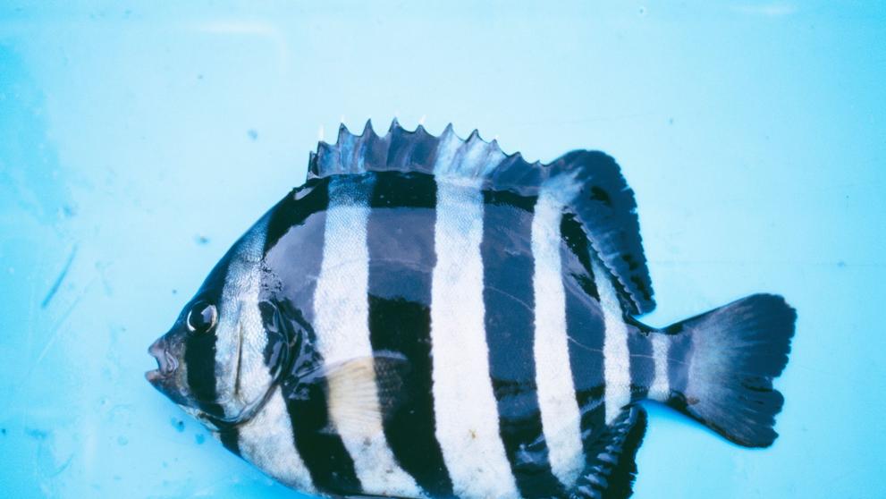 Hranozub pruhovaný