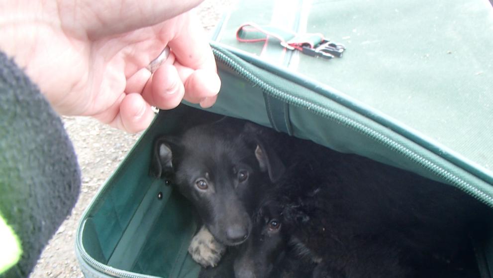 Štěňata v kufru - 2