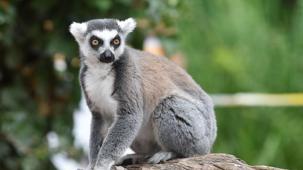 Krmení lemurů v ZOO Praha - 2