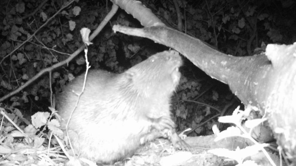 Bobr na fotopasti na Plzeňsku - 7