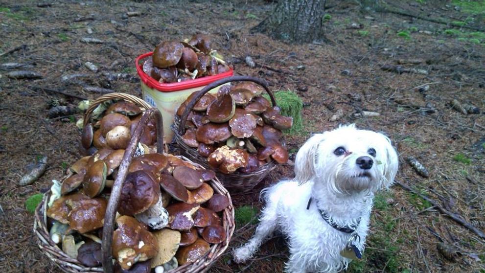 Houby - 10