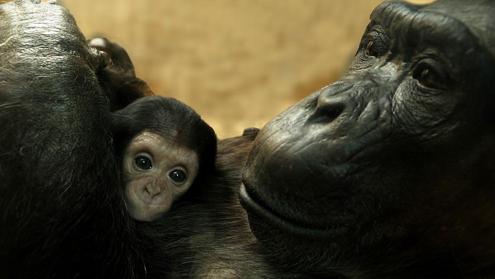 Mládě šimpanze v Plzeňské zoo (1)