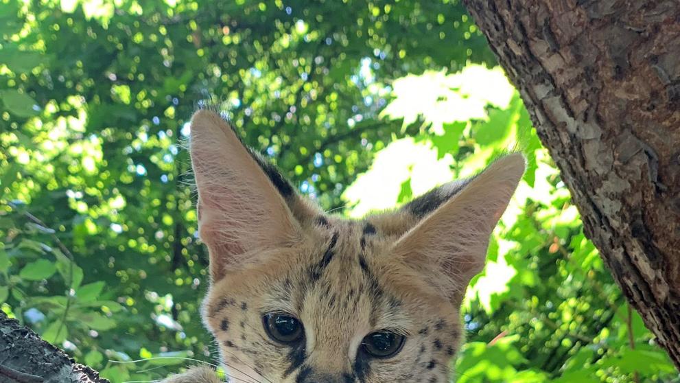 Serval Stepní