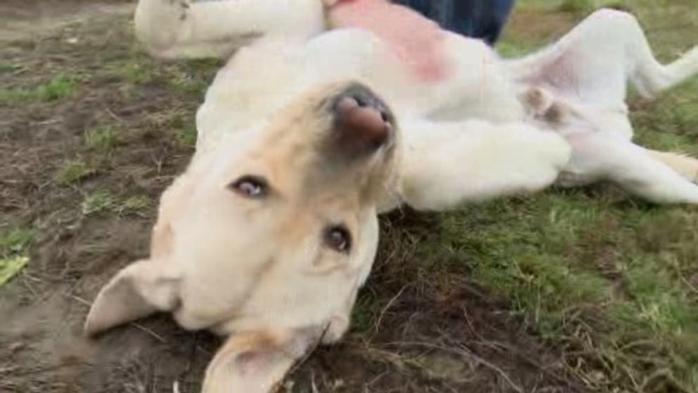 Labrador Sunny - 2