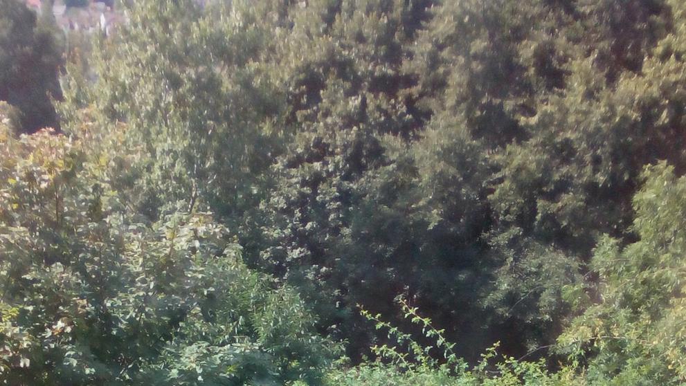 Pštros u dálnice D1 - 4