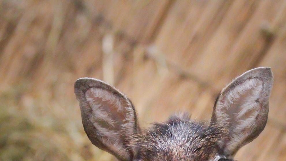 Dikdik