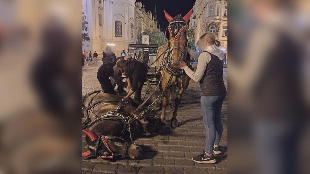 Koně na Staroměstském náměstí v Praze (2)