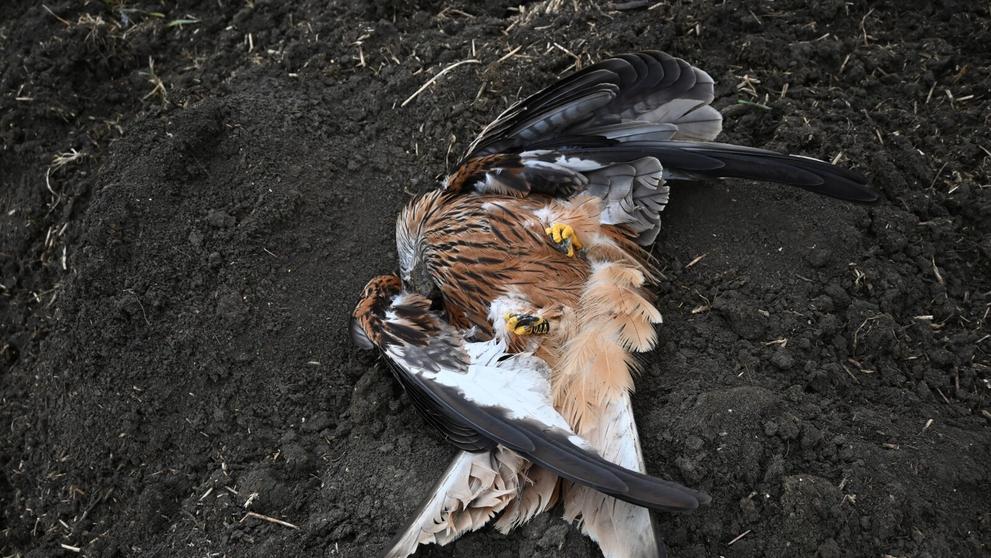 Kriticky ohrožení luňáci byli otráveni na Hodonínsku a Litoměřicku - 2