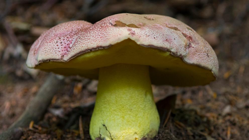 Hřib královský (Butyriboletus regius)