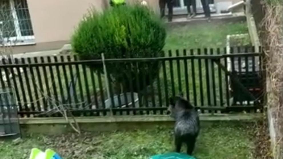 Na lidi v pražském Podolí zaútočil divočák - 4