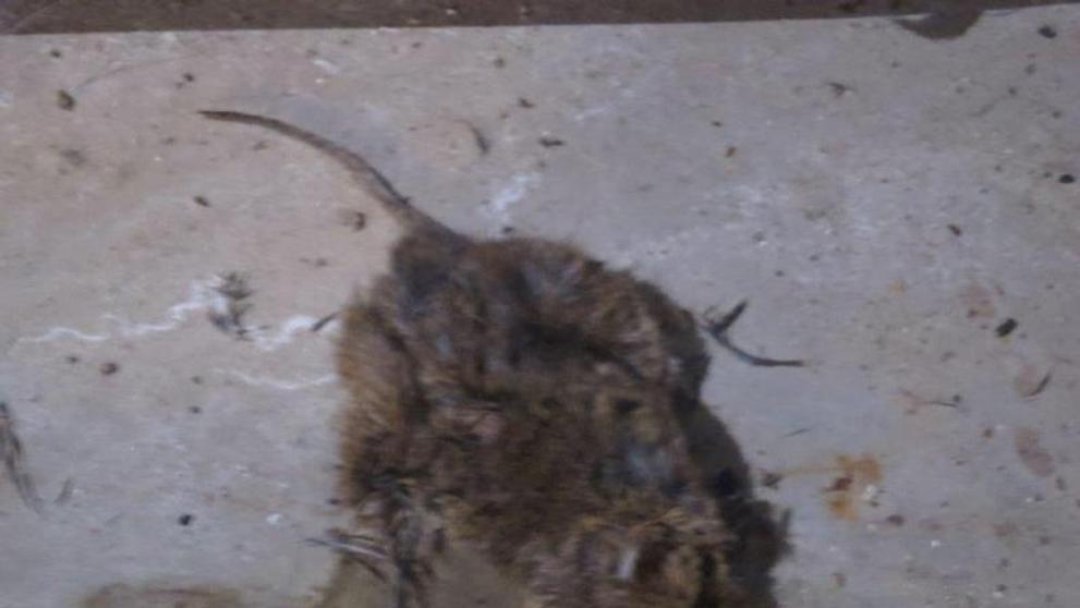 Uzavřená pekárna ve Vyškově