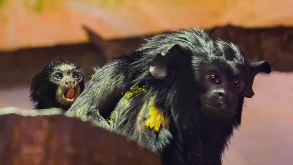 Dvojčata tamarína žlutorukého z brněnské zoo - 3