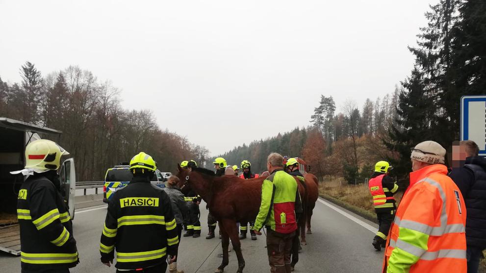 Koně na dálnici