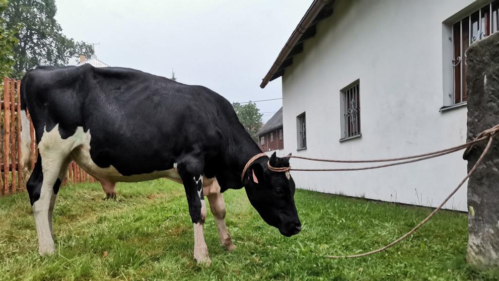 Záchrana býčka na Českolipsku - 4