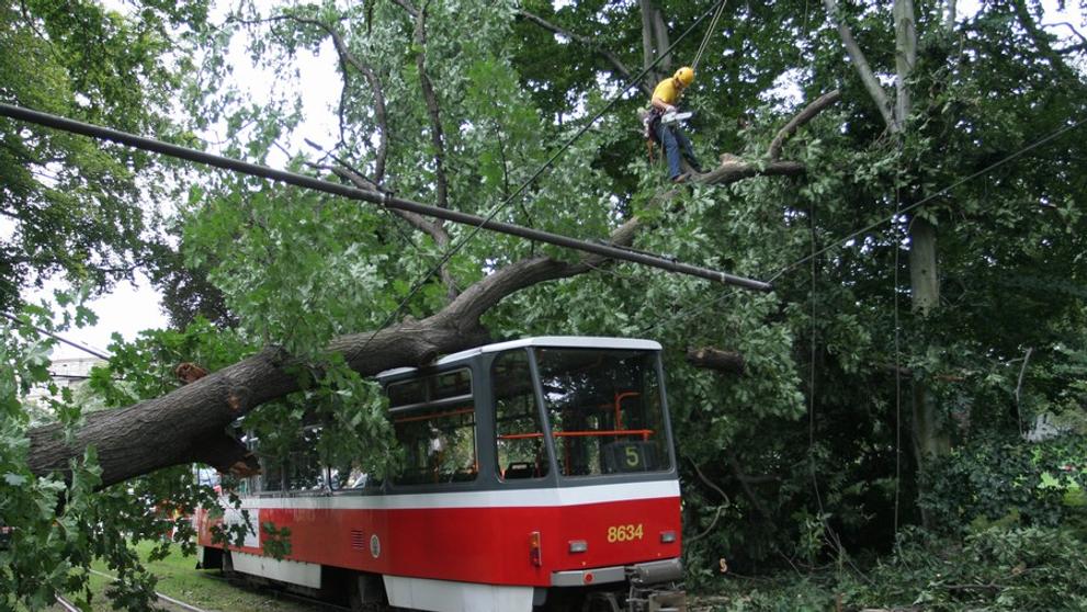 Spadlý strom - 17