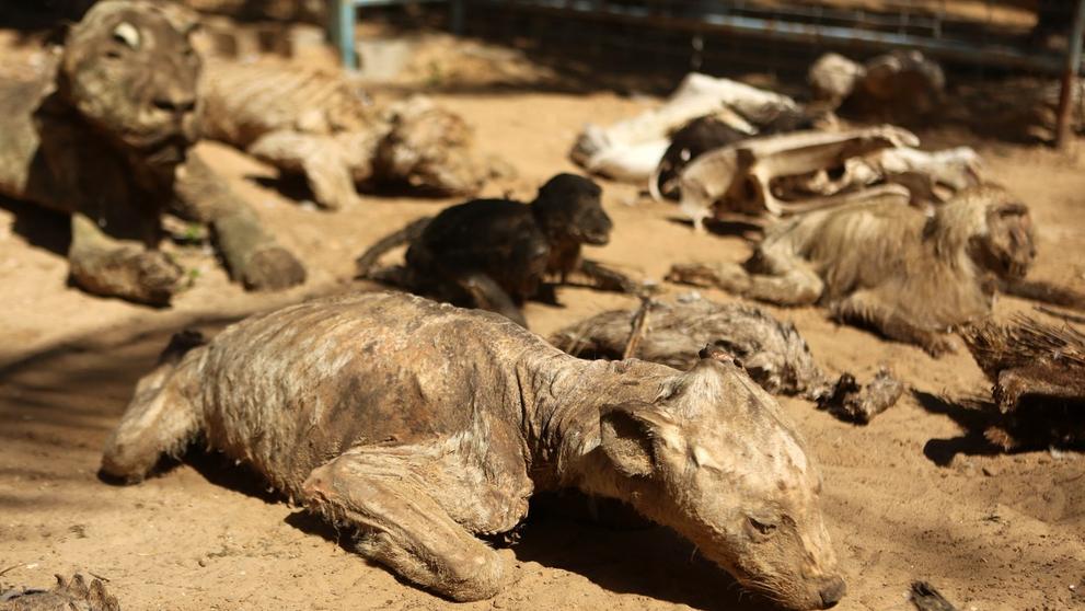 Zoo hrůzy v Palestině - 3