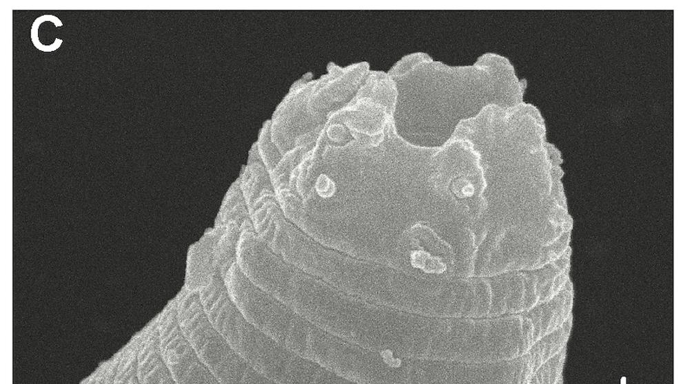 Oživené háďátko Panagrolaimus kolymaensis (3)