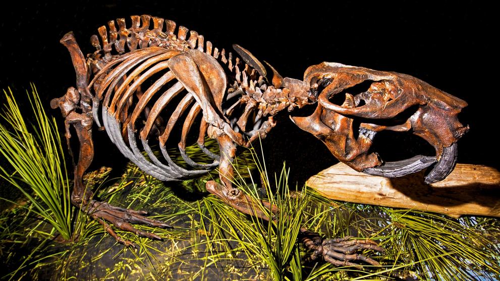 Kostra obřího bobra z rodu Castoroides