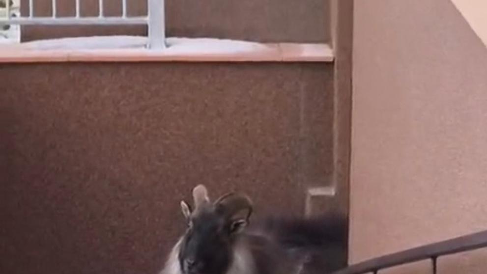 Tahr himálajský na Jesenicku
