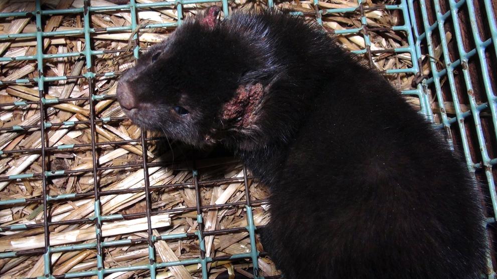 Zubožená zvířata na kožešinových farmách - 14