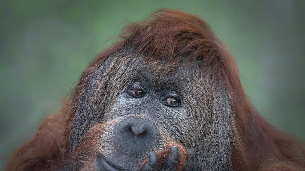 Orangutan Ferda