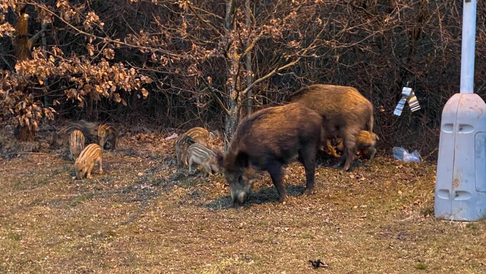 Divoká prasata v areálu pražské Nemocnice Na Homolce - 13