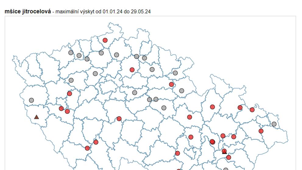 Výskyt mšice jitrocelové