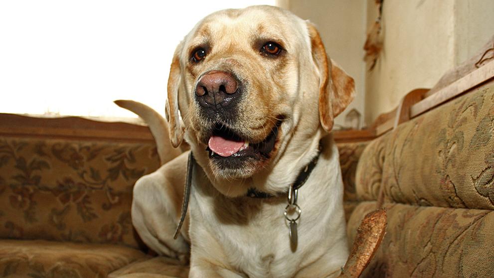 Labrador Sunny - 3