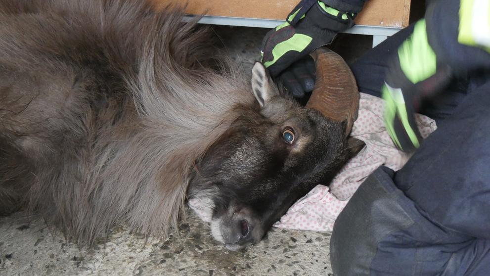 Tahr himálajský na Jesenicku