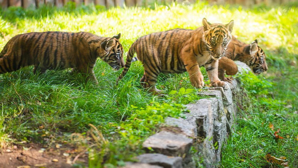 Tygři sumaterští ve vratislavské zoo (15)