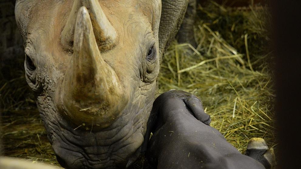 Do Safari Parku Dvůr Králové přibyli během dvou dnů hned dva nosorožci - 1