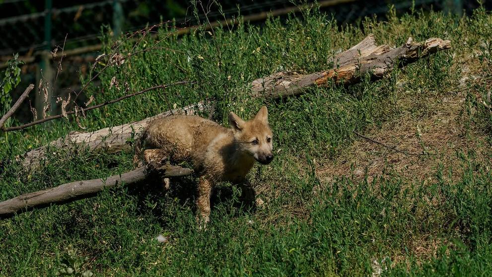 Vlk arktický v Zoo Brno