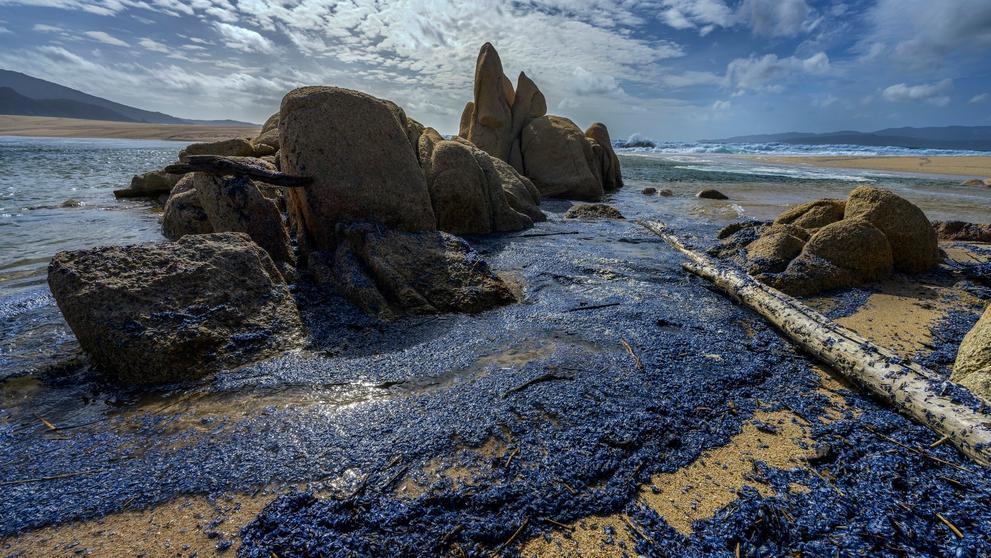 Modrý žahavec Velella velella (2)