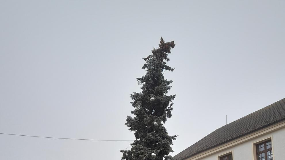 KŘIVÝ VÁNOČNÍ STROM - 3
