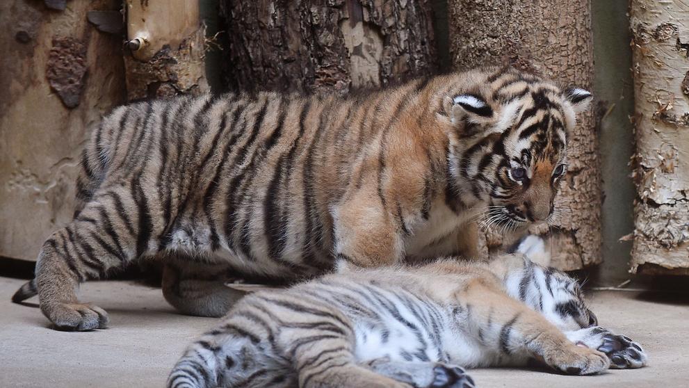 Mláďata tygra malajského v Zoo Praha - 11