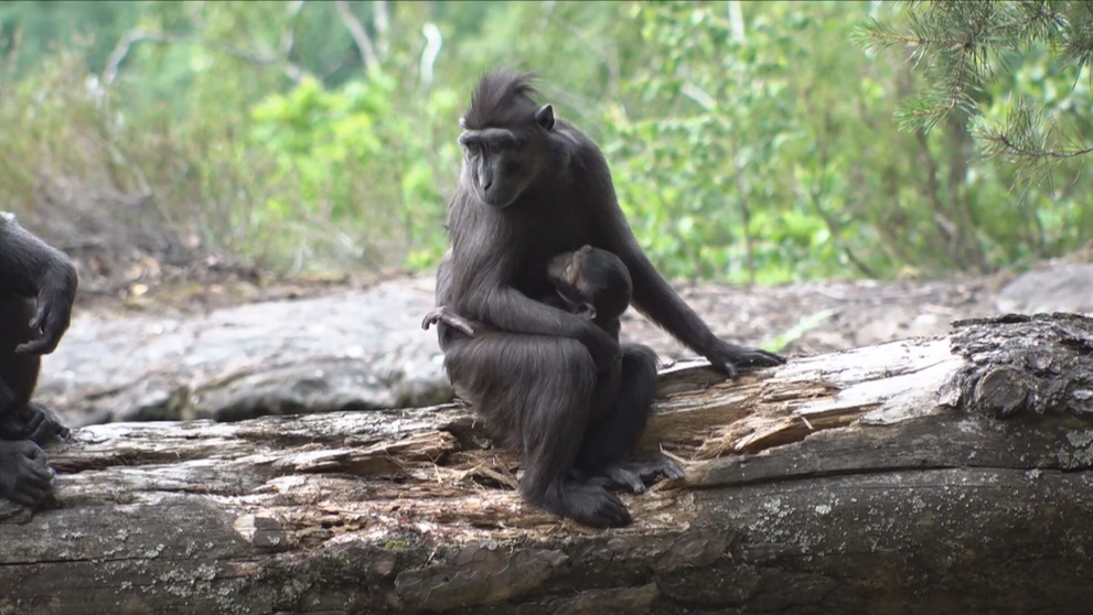 Makak Děčínská zoo
