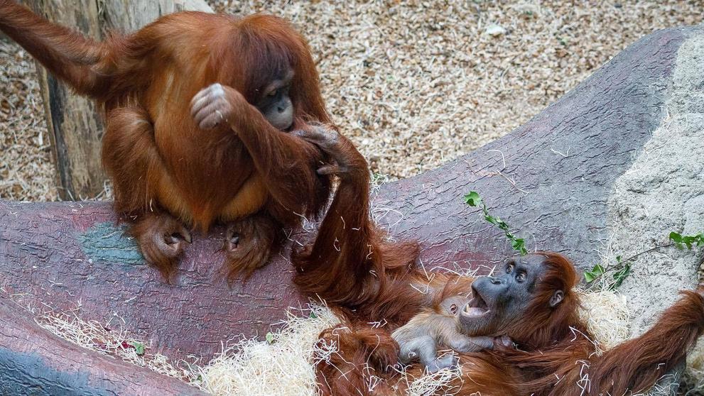V pražské zoo se narodilo orangutaní mládě - 5