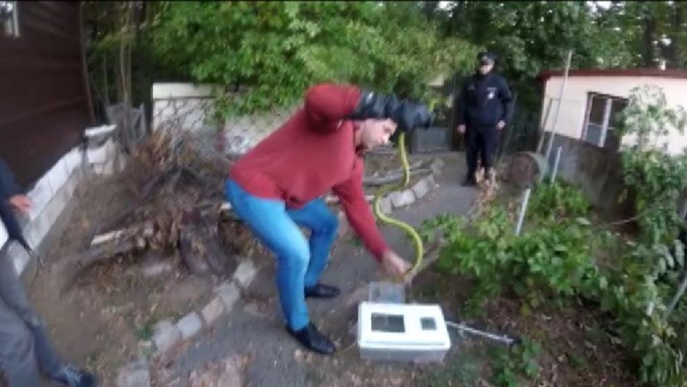 Odchyt mamby zelené v zahrádkářské kolonii - 3