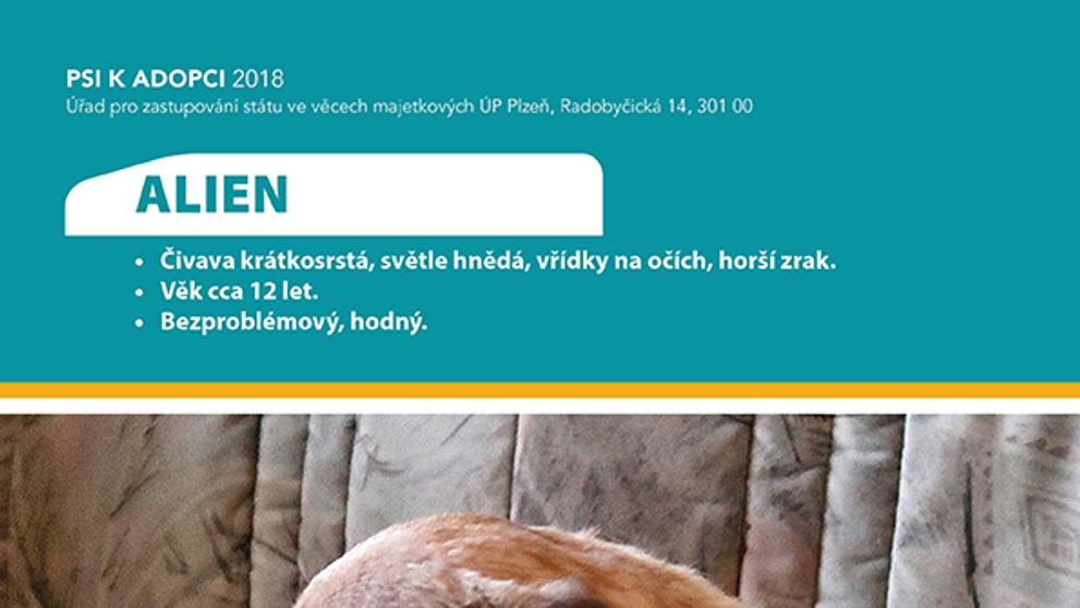 Pejsek k adopci