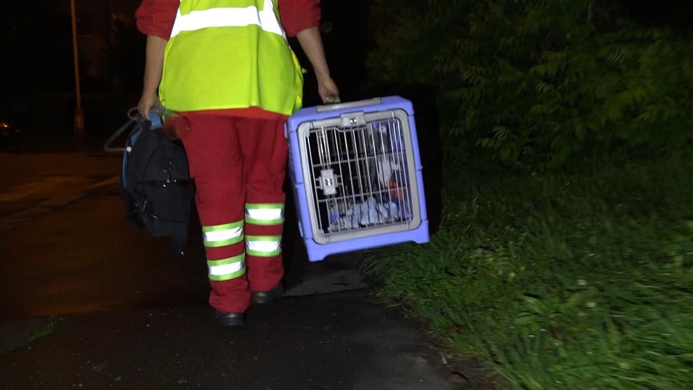 Při požáru na Hájích v Praze zachraňovali papouška, který se nadýchal zplodin - 5