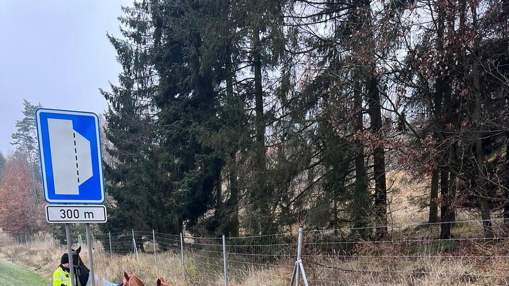Koně na dálnici