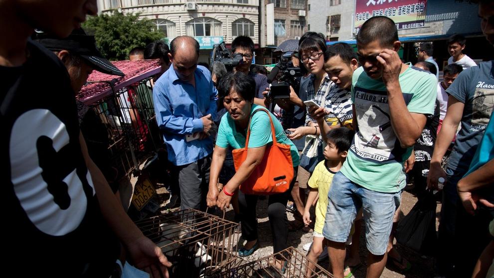 Pojídání psů na festivalu Yulin 2015 - 13