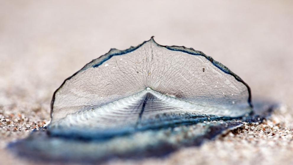 By-the-Wind Sailor (Velella Velella)