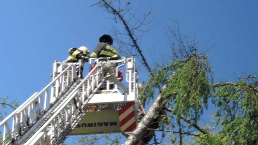 Dřevorubec zůstal uvězněný na stromě - 3